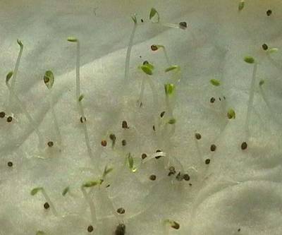 070927_petunias_taper.jpg