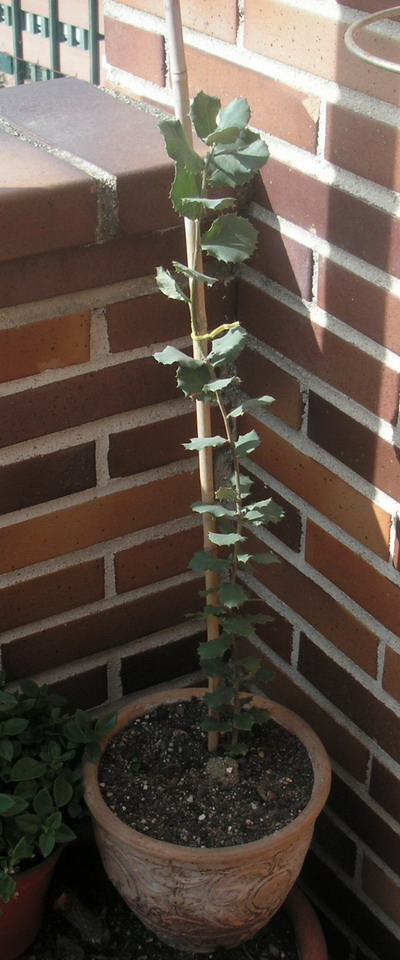 071105Encina01-foro.jpg