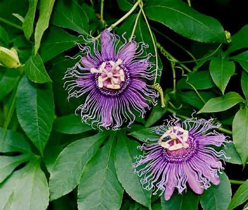 071603-passiflora_incense2.jpg