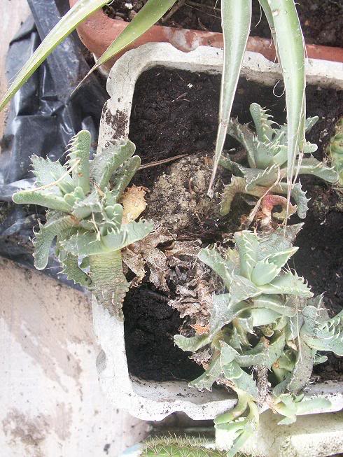 07_cactus.jpg
