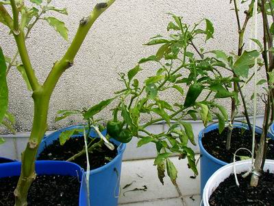 07_pebrots.JPG