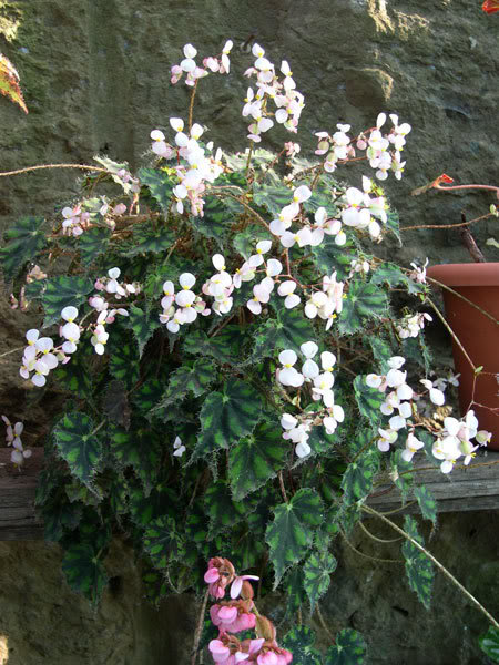 08-04-07-042-Begonia-tiger.jpg