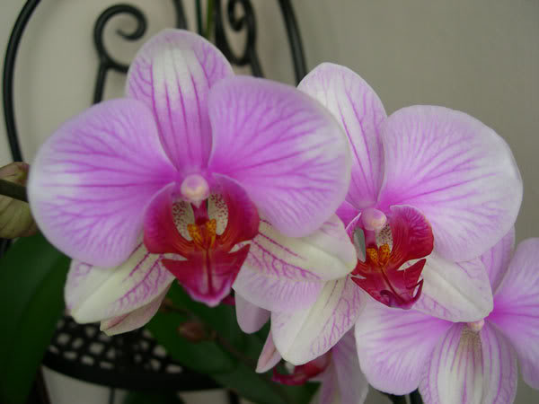 08-04-07-052-Phal--Blanca-r.jpg