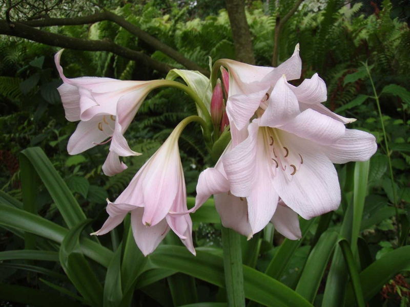 08-crinum_moorei4.jpg