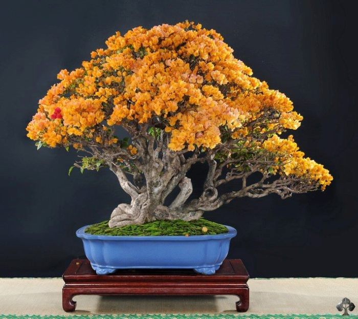 08-orange-bonsai.jpg