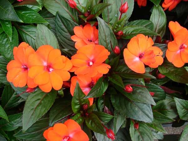 08000-Impatiens-hawkeri.jpg