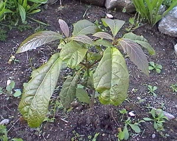 0800519_aguacate.jpg