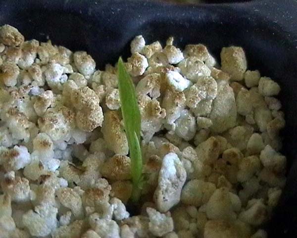 0800519_asimina_triloba_pl_ntula.jpg