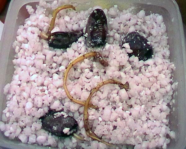 0800519_asimina_triloba_taper.jpg