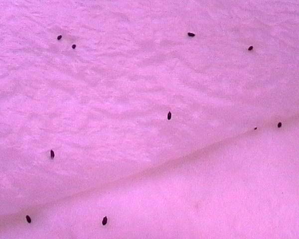 0800519_pogostemon_taper.jpg