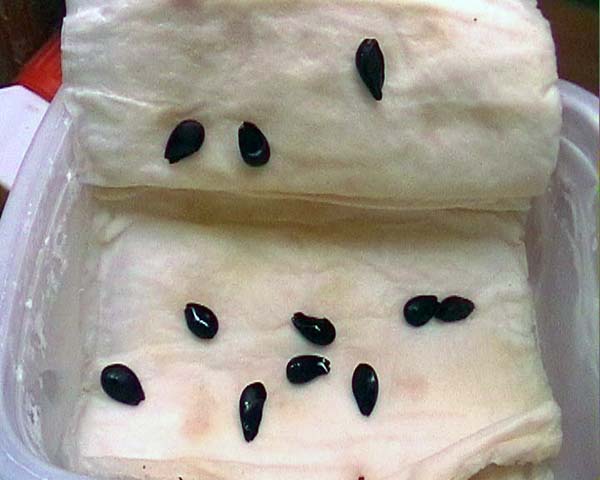 0800519_pyrus_taper.jpg
