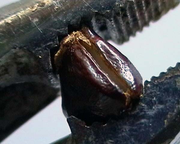 0800519_tamarindo_semilla_rota.jpg