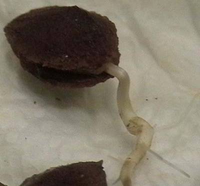 080123_semilla_ciruelo_abierta.jpg