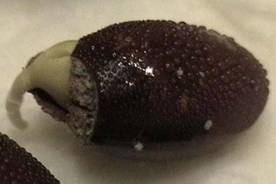 080123_semilla_litchi_germinada.jpg