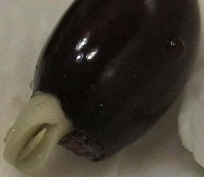 080123_semilla_litchi_plantula.jpg