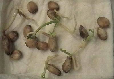 080123_semillas_poncirius_trifoliata_germinando.jpg