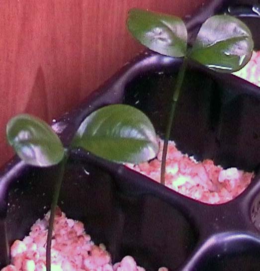 080224_calamodin_plantulas.jpg