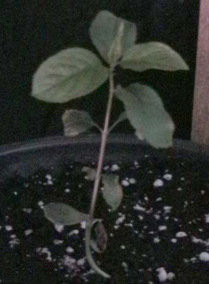 080224_ciruelo_plantita.jpg