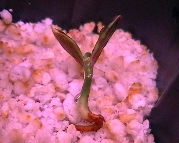 080224_ciruelo_plantula.jpg