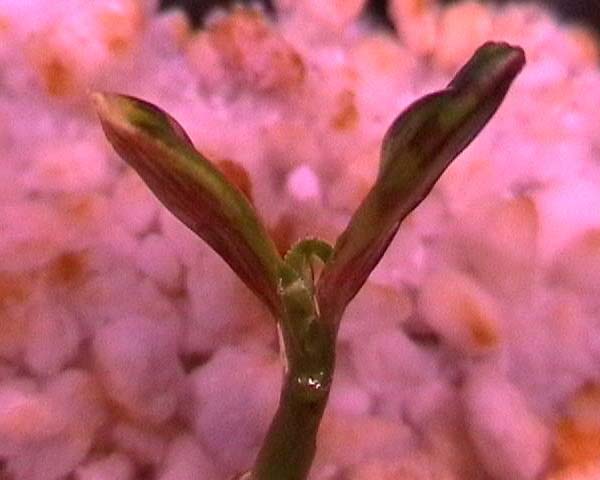 080224_detalle_plantula_ciruelo.jpg