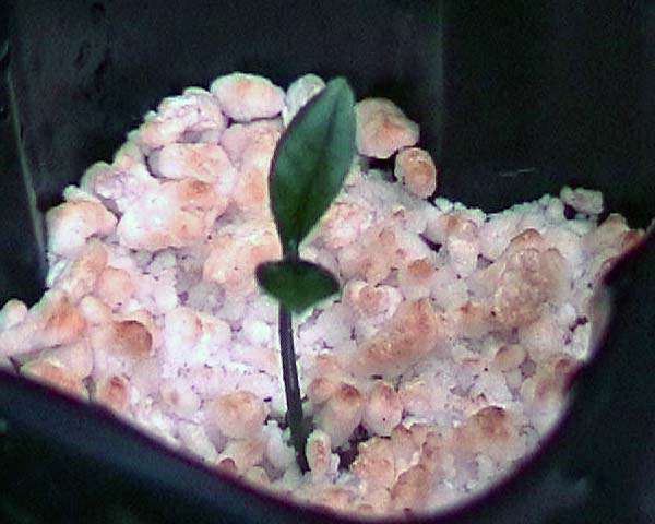 080224_limequat_plantula.jpg