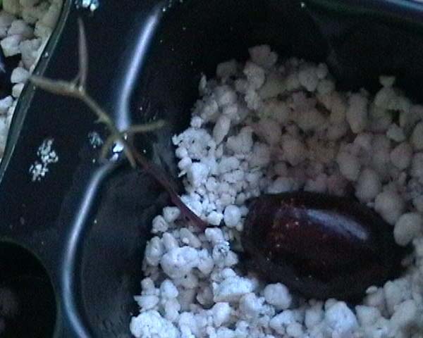 080224_litchi_plantula.jpg