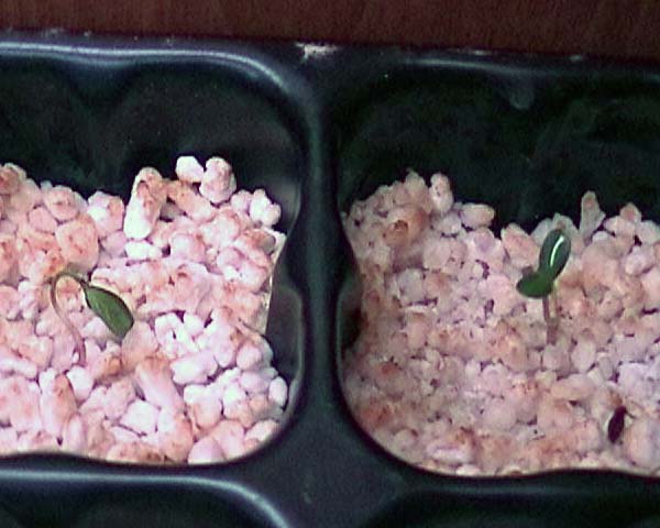 080224_phyllanthus_acidus_plantulas.jpg
