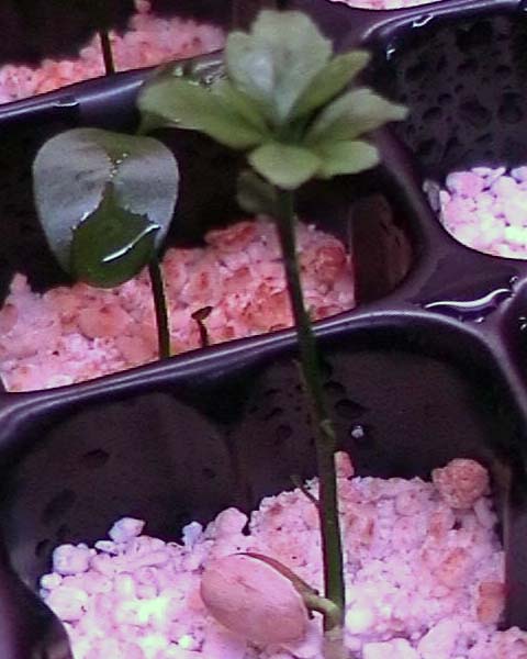 080224_poncirius_plantula.jpg