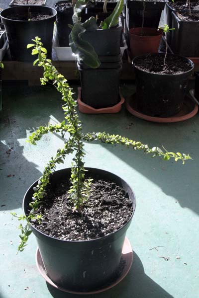 080304_argania_grande.jpg