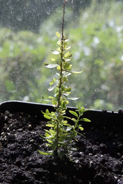 080304_argania_peque_a.jpg