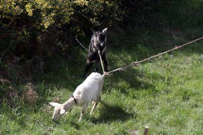 080304_cabras.jpg