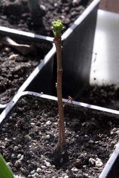 080304_ginkgo_rebrotando.jpg