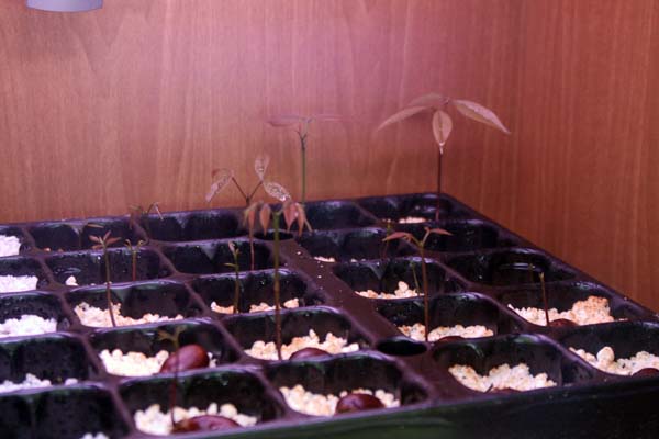 080304_litchis_camara.jpg