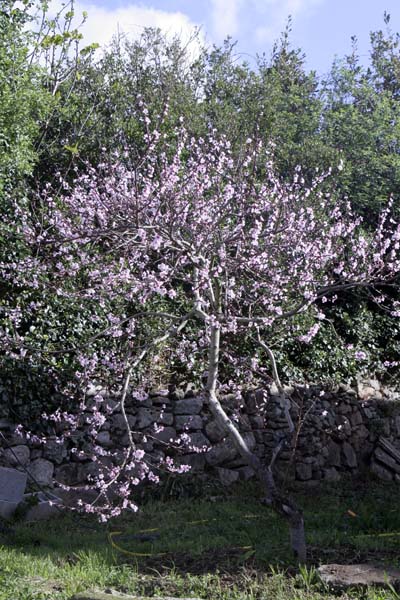 080304_pesigueiro_flor.jpg