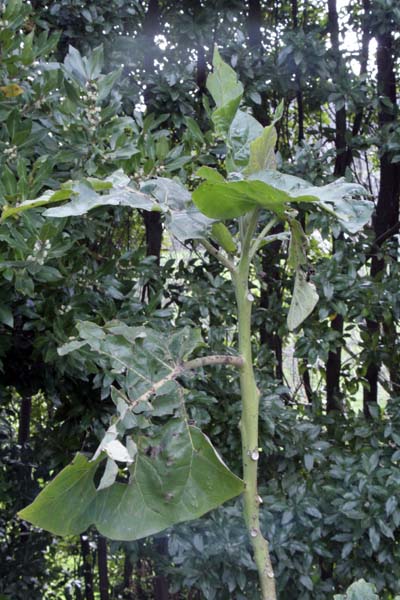 080304_tamarillo_granizada.jpg