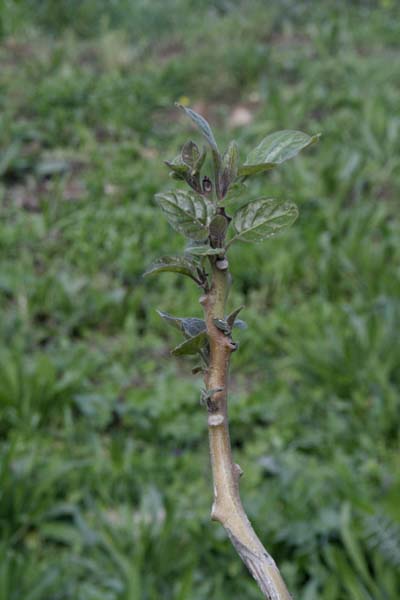 080304_tamarillo_rebrotando.jpg