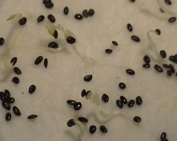 080310_Actinidia_chinensis_kiwi_gold_germinacion.jpg