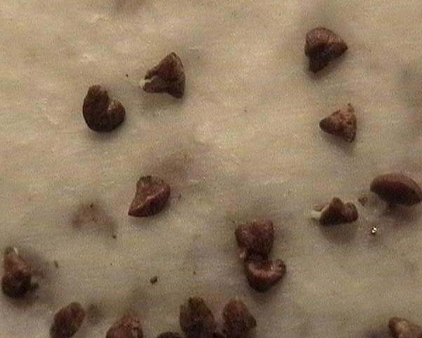 080310_lawsonia_inermis_henna_germiancion.jpg