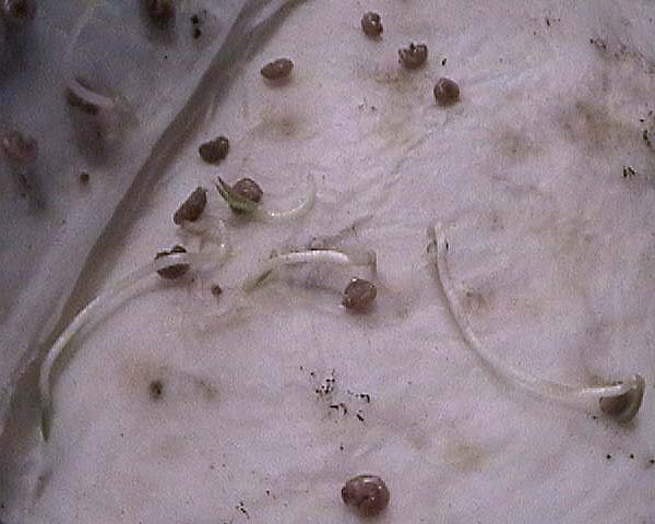 080310_mirtus_comunis_arrayan_germinacion.jpg