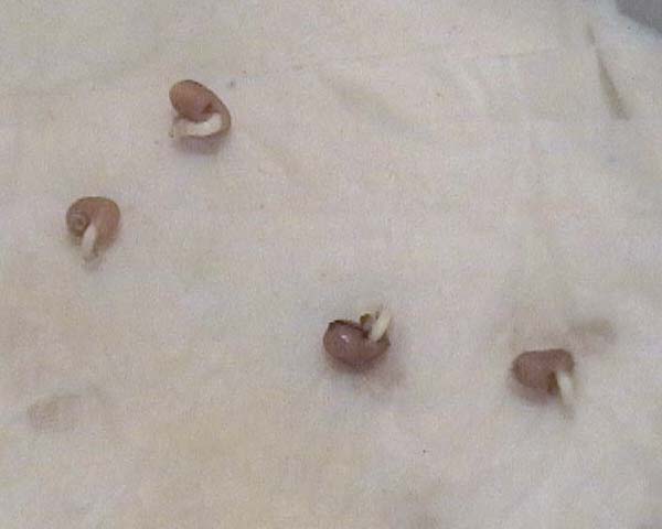 080310_Psidium_litorale_guayabo_fresa.jpg