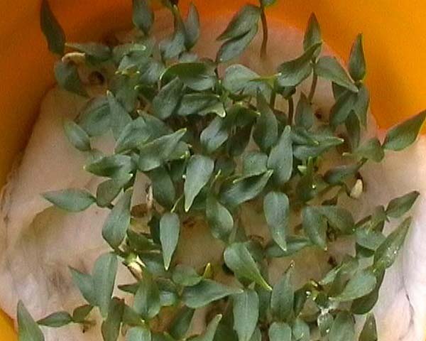 080505_taper_pimientos_couto.jpg