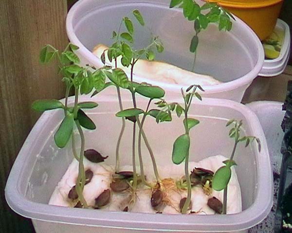 080522_carambola_plantulas.jpg