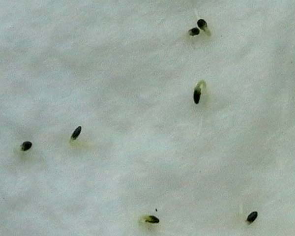 080522_pogostemon_cablin_semillas_germinando.jpg