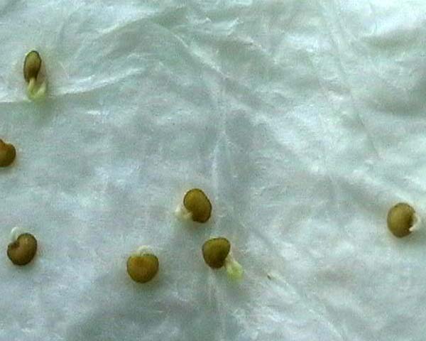 080522_solanum_quitoense_semillas_germinando.jpg