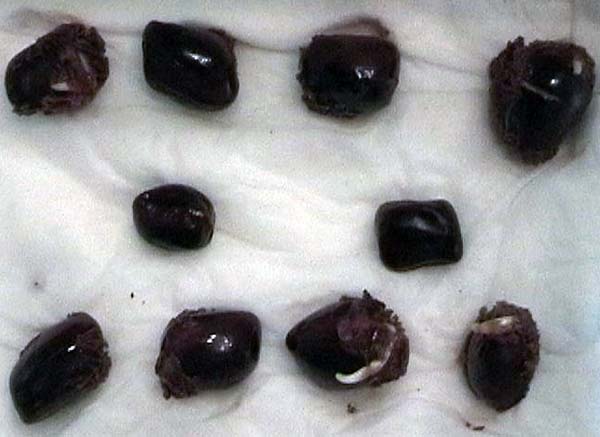 080523_tamarindus_indica_germinando.jpg