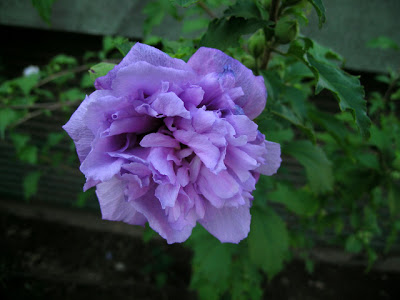 080828_7137_HibiscusSyriacus_OiseauBleuFlorePleno_Valencia.JPG
