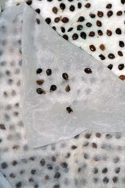 080907_averrhoa_bilimbi_taper.jpg