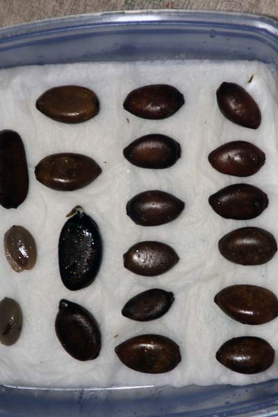 080907_diospyros_digyna_taper.jpg
