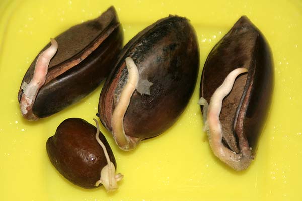 080910_pouteria_sapota_y_salacca_zalacca.jpg