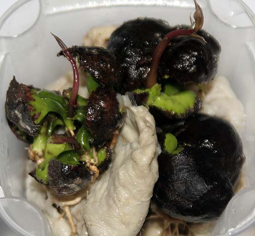 080910_Syzygium_malaccensis_taper.jpg